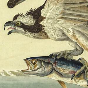 Balbuzard pêcheur, Jean-Jacques Audubon, The birds of America, 1830 (Gallica, BnF). #ornithology #bird #fish #old #drawing #audubon